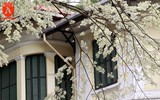 Hà Nội đẹp dịu dàng trong sắc trắng hoa sưa